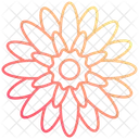 Chrysanthemum Flower Blossom Icon