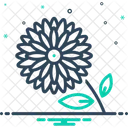 Chrysanthemum Daisy Marguerite Icon