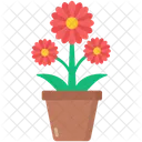 Chrysanthemum Icon