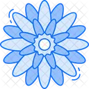 Chrysanthemum Icon