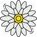 Chrysanthemum Flower Icon