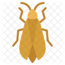 Cicada  Icon