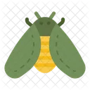 Cicadas Bug  Icon