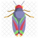 Cicadidae  Icon