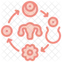 Ciclo de fertilidade  Ícone