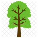 Tree Cimmaron Ash Icon