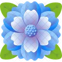 Cineraria  Icon