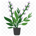 Clary Sage Plant  Icon