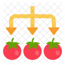 Triagem De Colheitas Triagem De Produtos Tomate Ícone