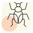 Clic Insecto Escarabajo Icono