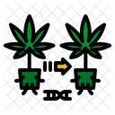 Cannabis Clonacion Plantas Icono