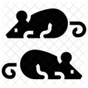 Cloning And Testing  Icon