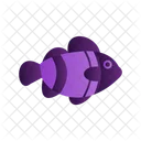 Clown Fish Clown Fish Icon