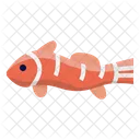 Clownfish  Icon