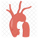 Coarctacao Da Aorta Estreitamento Da Aorta Coarctacao Ícone