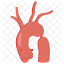 Coarctation De Laorte Retrecissement Aortique Coarctation Icône