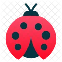 Coccinella Insetto Insetto Icon