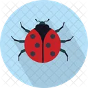 Coccinella Scarabeo Insetto Icon