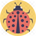 Coccinellidae Ladybug Ladybird Icon