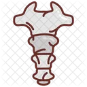 Coccyx Tailbone Bone Icon