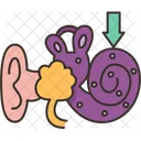 Cochlea  Icon