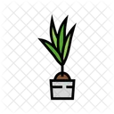 Coco Plant Coconut Plant Coconut Symbol