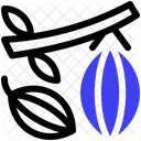 Cacao Icon