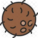 Coconut Shell Fruit Icon