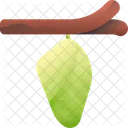 繭  アイコン