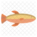 Cod Fish  Icon