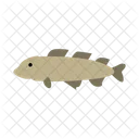 Cod Fish Fillet Icon
