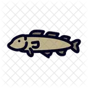 Cod Fish Fillet Icon