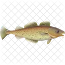 Cod Delivery Cash On Delivery Icon