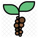 Coffee beans plant  Icon