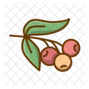 Coffee Cherries  Icon