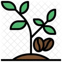 Coffee Plant  Icon