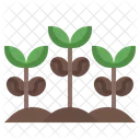 Coffee Sprout Coffee Plant Coffee Beans Icon