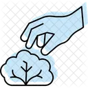 Colhendo Alface A Mao Colheita Manual Icon