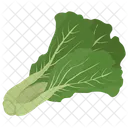Collard Green Lettuce Icon
