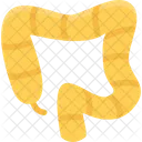 Colon  Icon