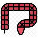Colon  Icon