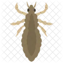 Colorado Beetle  Icon