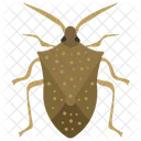 Beetle Insect Scarab Beetle Icon