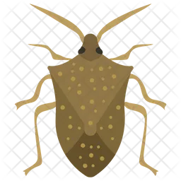 Colorado Beetle  Icon