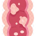 Colorectal  Icon