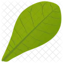 Common Milkweed Milkweed Leaf Leaf Icon
