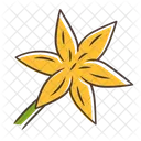 Common Star Lily Common Lily Icon