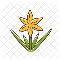 Common Star Lily  Icon