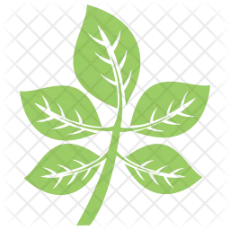 Compound Leaves  Icon