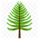 Poplar Tree Fir Icon
